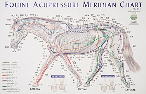 Equine Meridian Acupressure Chart 0